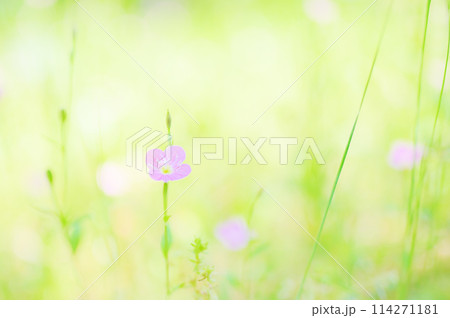 野原に咲く可憐なアカバナユウゲショウ 114271181