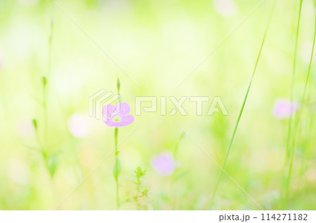 野原に咲く可憐なアカバナユウゲショウ 114271182