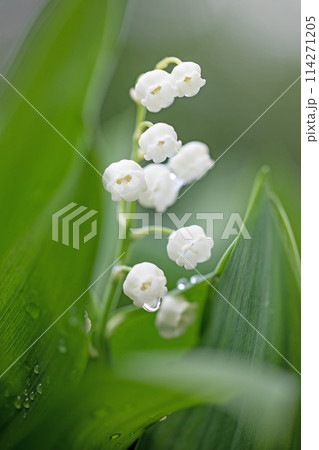 家の周りの草花 四季の色々 家の木陰に白い小さな花が咲きました スズランの花 家の周りの草花 四季の色々 家の木陰に白い小さな花が咲きました スズランの花 114271205