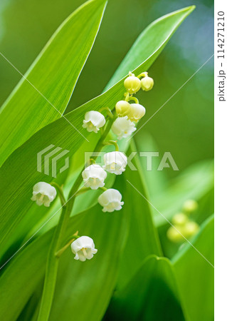 家の周りの草花 四季の色々 家の木陰に白い小さな花が咲きました スズランの花 家の周りの草花 四季の色々 家の木陰に白い小さな花が咲きました スズランの花 114271210
