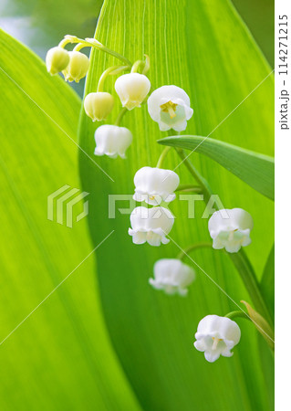家の周りの草花　四季の色々　家の木陰に白い小さな花が咲きました　スズランの花 114271215