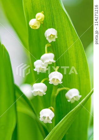 家の周りの草花 四季の色々 家の木陰に白い小さな花が咲きました スズランの花 家の周りの草花 四季の色々 家の木陰に白い小さな花が咲きました スズランの花 114271216