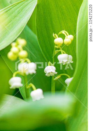 家の周りの草花　四季の色々　家の木陰に白い小さな花が咲きました　スズランの花 114271220