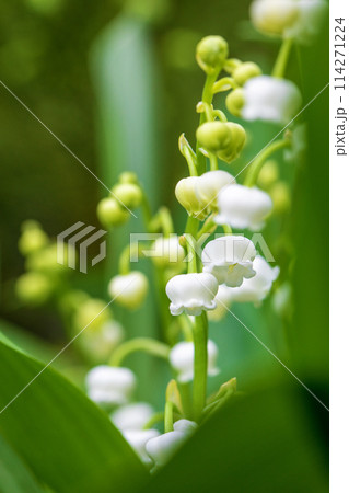 家の周りの草花　四季の色々　家の木陰に白い小さな花が咲きました　スズランの花 114271224
