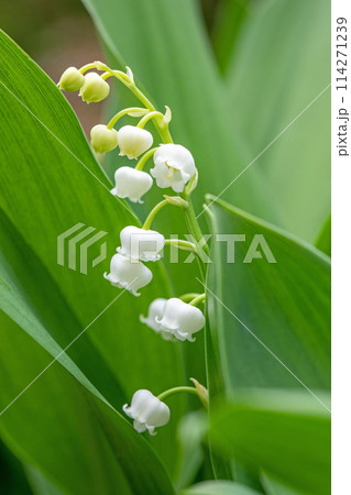 家の周りの草花 四季の色々 家の木陰に白い小さな花が咲きました スズランの花 家の周りの草花 四季の色々 家の木陰に白い小さな花が咲きました スズランの花 114271239