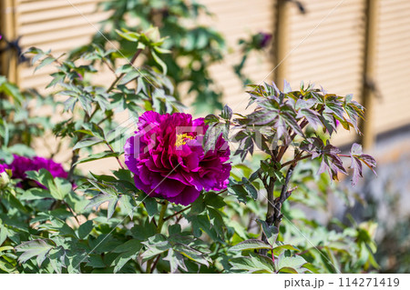 埼玉県さいたま市　総持院の牡丹 114271419