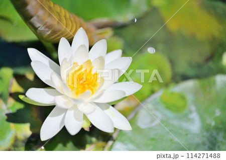 晴れの日に咲く満開の白い睡蓮の花 晴れの日に咲く満開の白い睡蓮の花 114271488