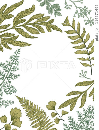 Botanical frame with ferns. Vintage illustration. Fern, seeded eucalyptus, maidenhair. Art line style. 114271493