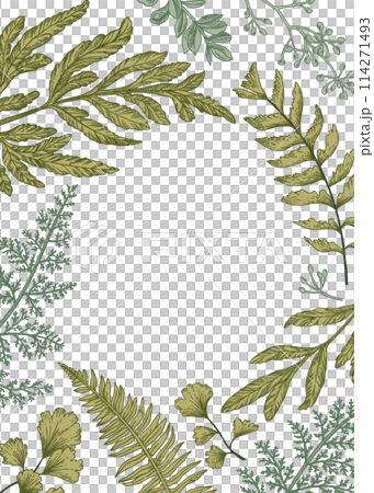 Botanical frame with ferns. Vintage illustration. Fern, seeded eucalyptus, maidenhair. Art line style. 114271493