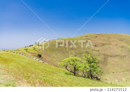 (静岡県)新緑の大室山・山頂遊歩道を歩く人達 (静岡県)新緑の大室山・山頂遊歩道を歩く人達 114271512