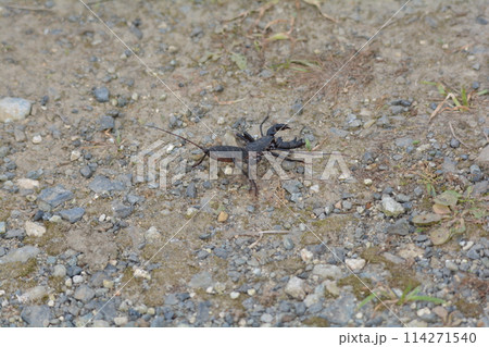 アマミサソリモドキ アマミサソリモドキ 114271540