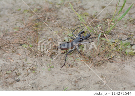 アマミサソリモドキ アマミサソリモドキ 114271544