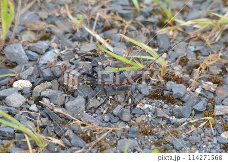 アマミサソリモドキ アマミサソリモドキ 114271568