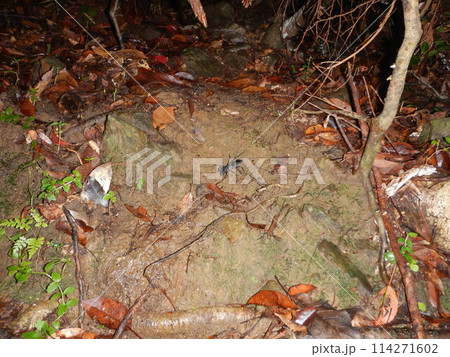 アマミサソリモドキ アマミサソリモドキ 114271602