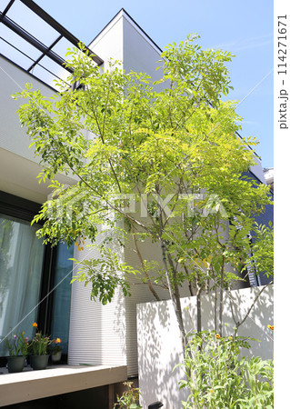 日本の住宅　植栽と玄関周辺 114271671