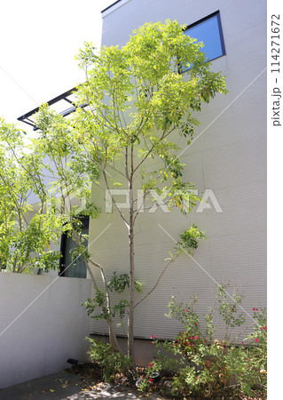 日本の住宅　植栽と玄関周辺 114271672