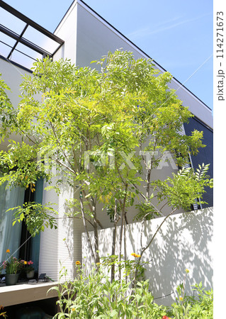 日本の住宅　植栽と玄関周辺 114271673