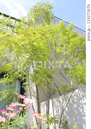 日本の住宅　植栽と玄関周辺 114271674