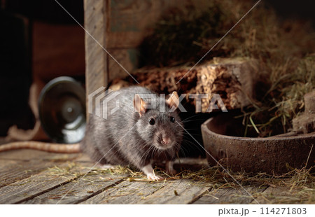 Rat in an old wooden barn. Rat in an old wooden barn. 114271803