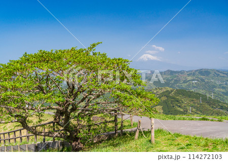 （静岡県）新緑の大室山・山頂の景観と後方に富士山 114272103