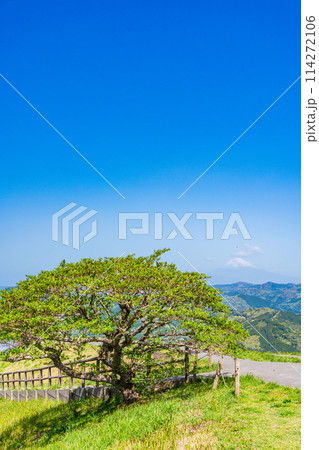 （静岡県）新緑の大室山・山頂の景観と後方に富士山 114272106