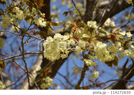 黄緑の桜 鬱金 黄緑の桜 鬱金 114272630