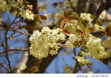 黄緑の桜 鬱金 黄緑の桜 鬱金 114272634