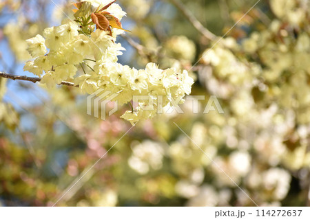 黄緑の桜 鬱金 黄緑の桜 鬱金 114272637