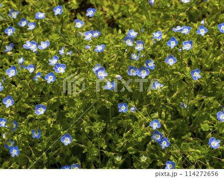 小さくて青いオオイヌノフグリの花 114272656