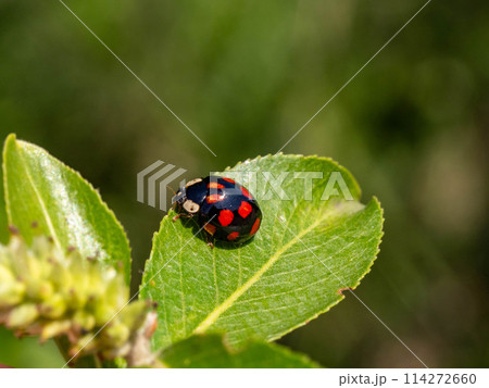ヤナギの葉にいるナミテントウ 114272660