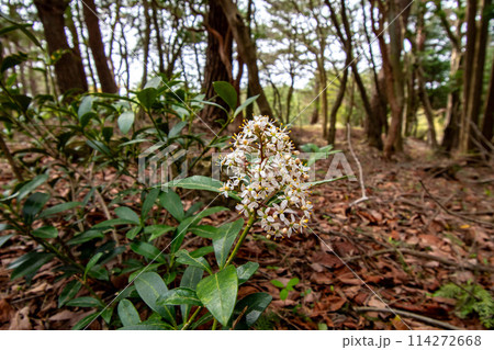 林の中に生えているミヤマシキミの花 114272668