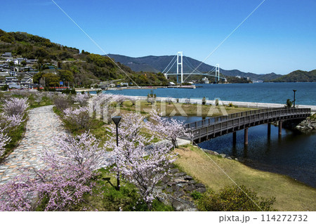桜が満開の呉市下蒲刈島の大津泊庭園と安芸灘大橋 桜が満開の呉市下蒲刈島の大津泊庭園と安芸灘大橋 114272732