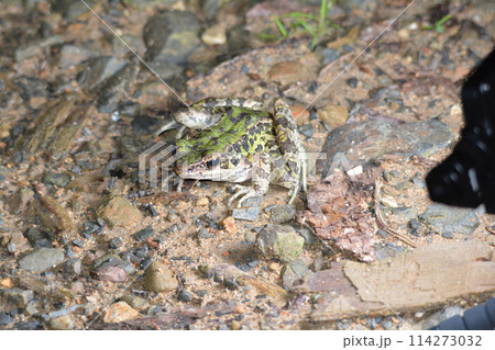 アマミハナサキガエル アマミハナサキガエル 114273032