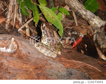 アマミハナサキガエル アマミハナサキガエル 114273041