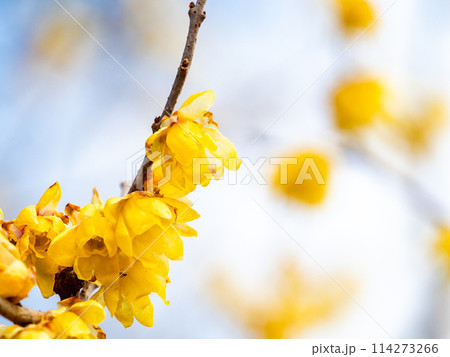 新春に咲く満開のロウバイ　青空を背景に 114273266