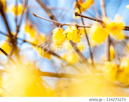 新春に咲く満開のロウバイ　青空を背景に 114273273