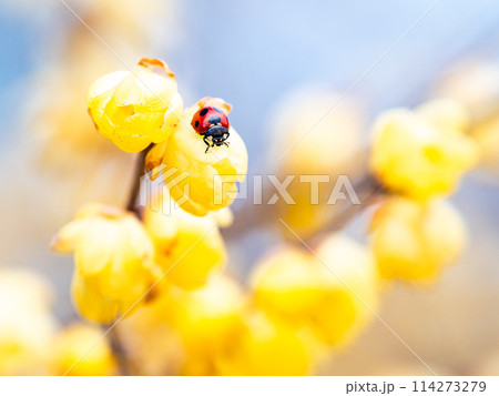 新春に咲く満開のロウバイ　青空を背景に 114273279