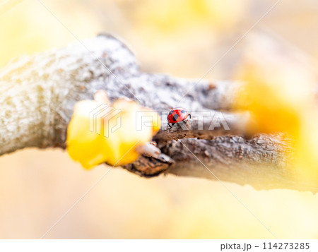 新春に咲く満開のロウバイ　青空を背景に 114273285