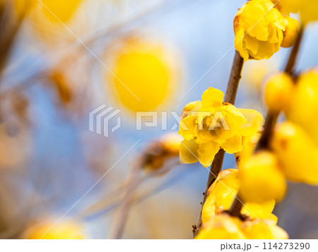 新春に咲く満開のロウバイ 青空を背景に 新春に咲く満開のロウバイ 青空を背景に 114273290