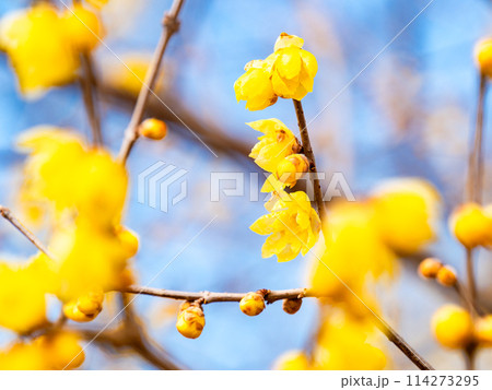 新春に咲く満開のロウバイ 青空を背景に 新春に咲く満開のロウバイ 青空を背景に 114273295