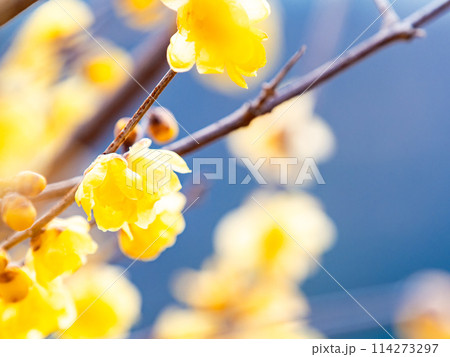 新春に咲く満開のロウバイ　青空を背景に 114273297