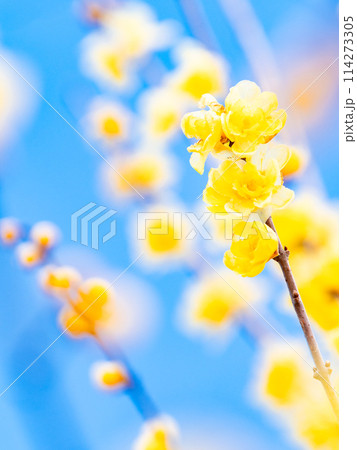 新春に咲く満開のロウバイ　青空を背景に 114273305