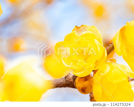 新春に咲く満開のロウバイ 青空を背景に 新春に咲く満開のロウバイ 青空を背景に 114273324