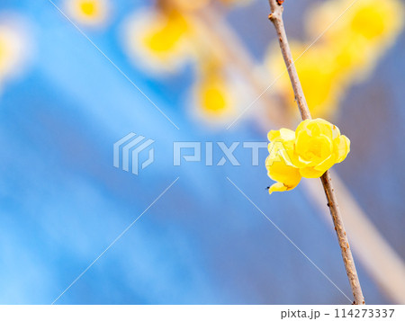 新春に咲く満開のロウバイ 青空を背景に 新春に咲く満開のロウバイ 青空を背景に 114273337