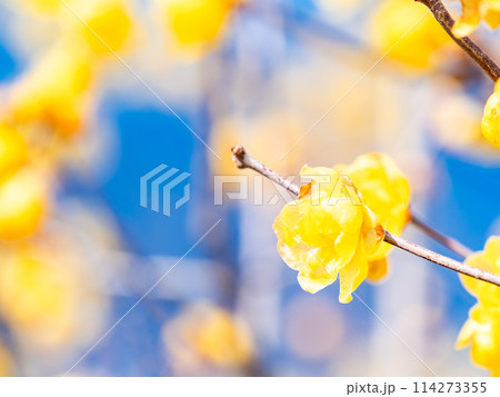 新春に咲く満開のロウバイ 青空を背景に 新春に咲く満開のロウバイ 青空を背景に 114273355