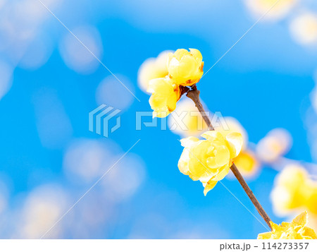 新春に咲く満開のロウバイ 青空を背景に 新春に咲く満開のロウバイ 青空を背景に 114273357