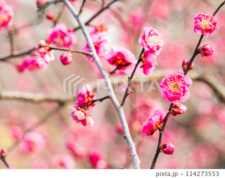 新春に咲き始めた美しい紅梅 114273553