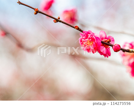 新春に咲き始めた美しい紅梅 114273556