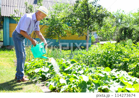Senior farmer is watering vegetables in the garden 114273674