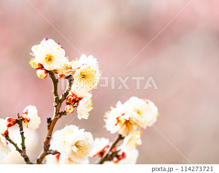 新春に咲き始めた美しい白梅 114273721